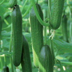 Ogórek Pacto 250 nasion st